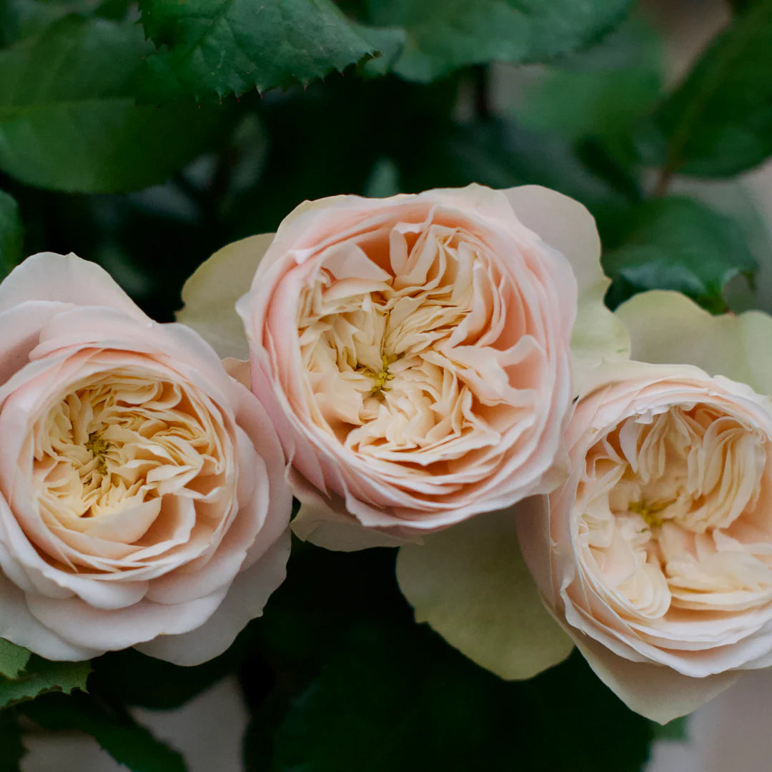 Darlington® Rose Bush