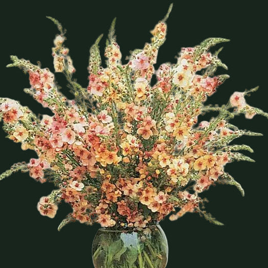 Week 14 | Verbascum 'Southern Charm' | 6 Pack