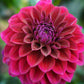 Dahlia 'Diva'