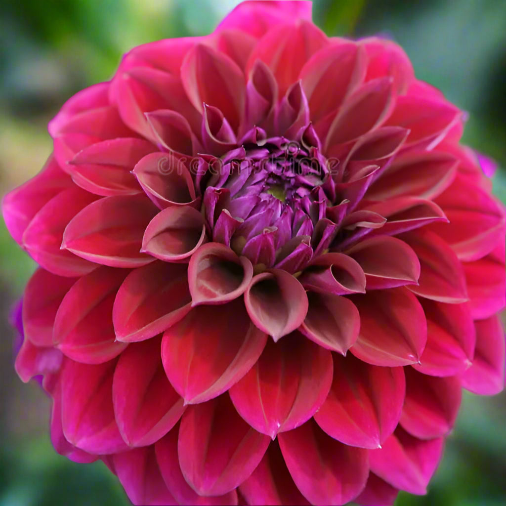 Dahlia 'Diva' - Formal Decorative (1 tuber)