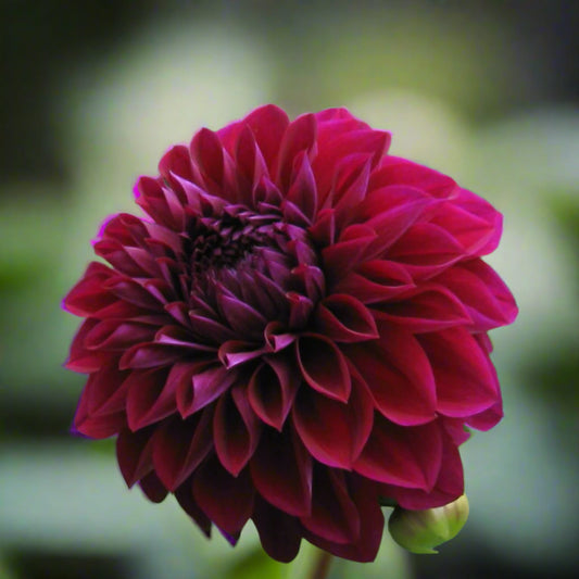 Dahlia 'Diva'