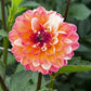 Dahlia 'Double Jill'