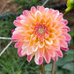 Dahlia 'Double Jill'