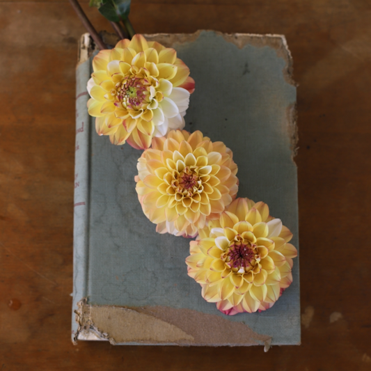 Dahlia 'Double Jill' - Formal Decorative (1 tuber)