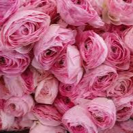 Ranunculus Romance Maillane 5 pack