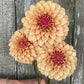 Dahlia 'KA's® Creme Brulee'