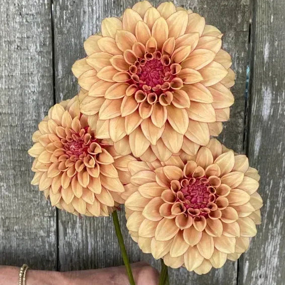 Dahlia 'KA's® Creme Brulee'