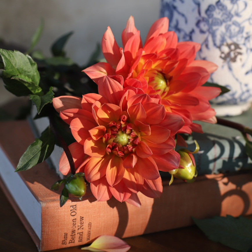 Dahlia 'Dr. P.H. Riedel' LIMITED - Waterlily (1 tuber)