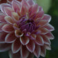 Dahlia 'Dusty Beauty’