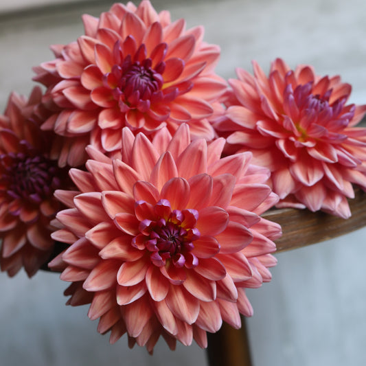 Dahlia 'Dutch Pearl' LIMIT ONE - Spring Shipped