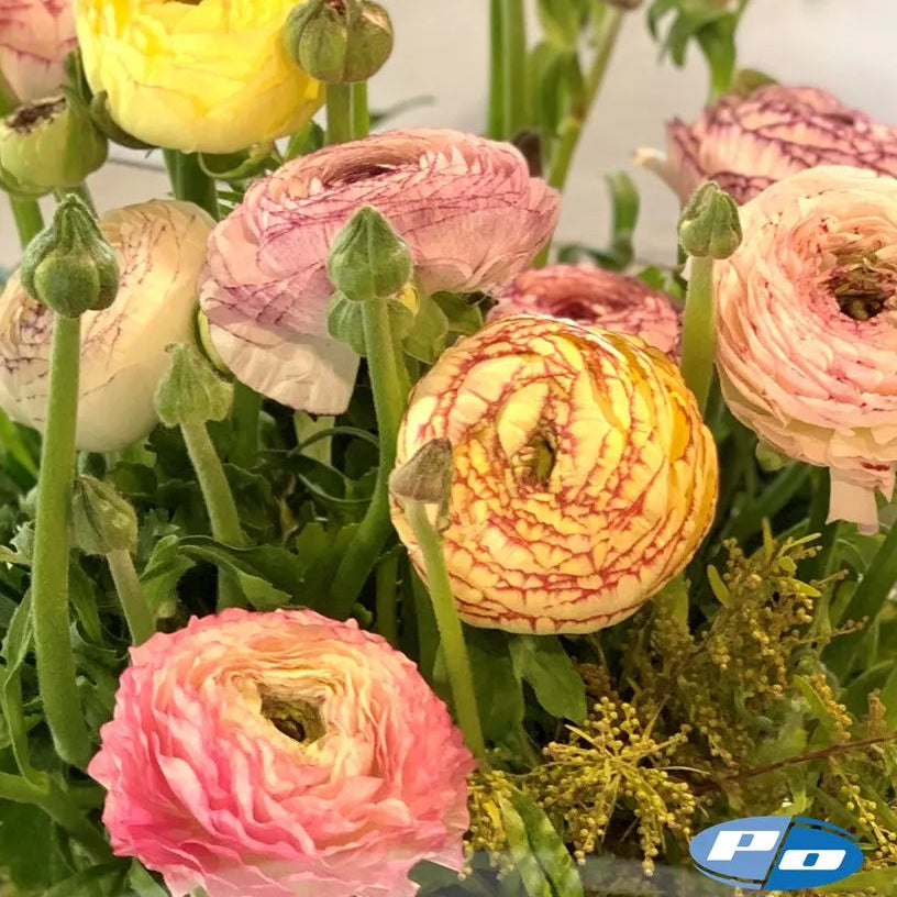 Ranunculus Elegance Bianco Striato® 303 - 10 Pack