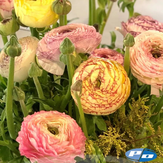 Ranunculus Elegance Bianco Striato® 303 - 10 Pack