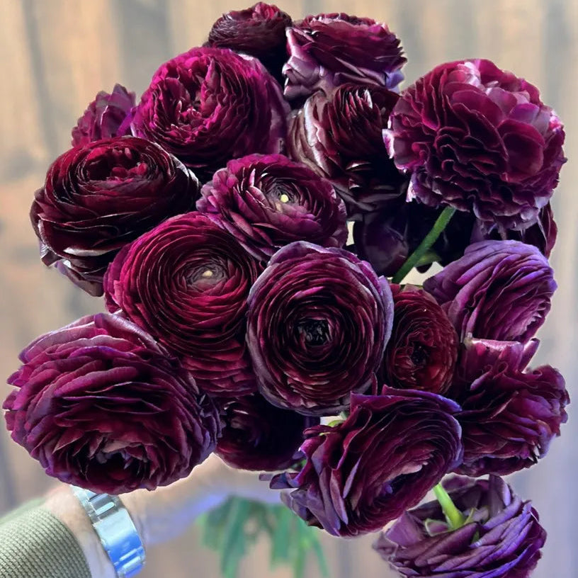 Ranunculus Elegance Viola - 10 Pack