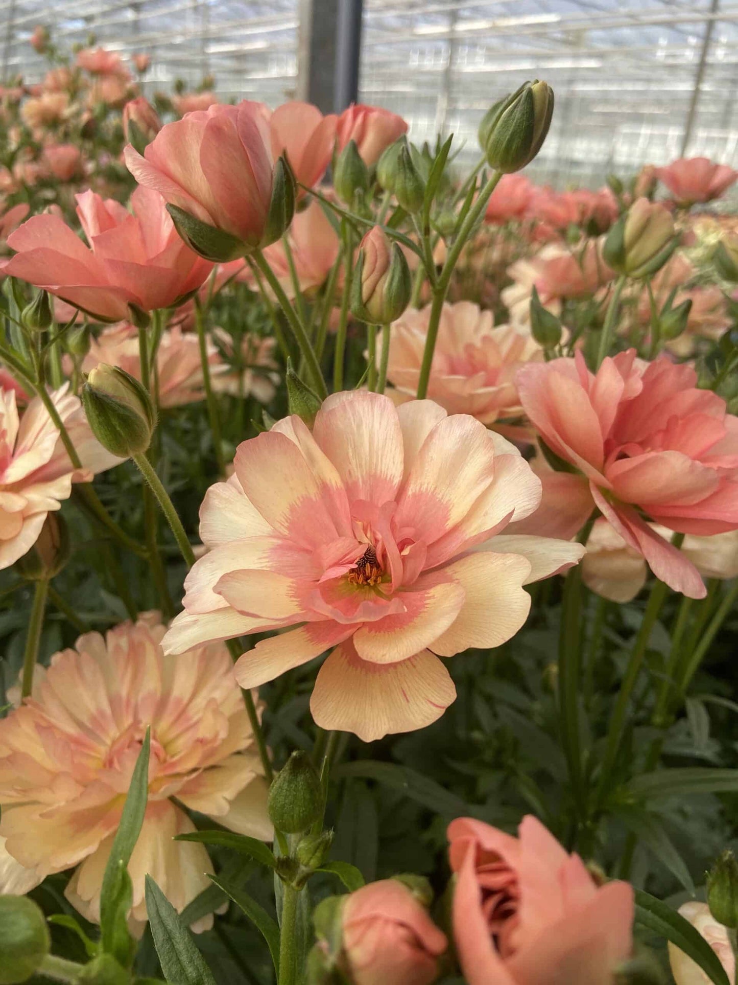 Ranunculus Butterfly™ Eris® - 5 Pack
