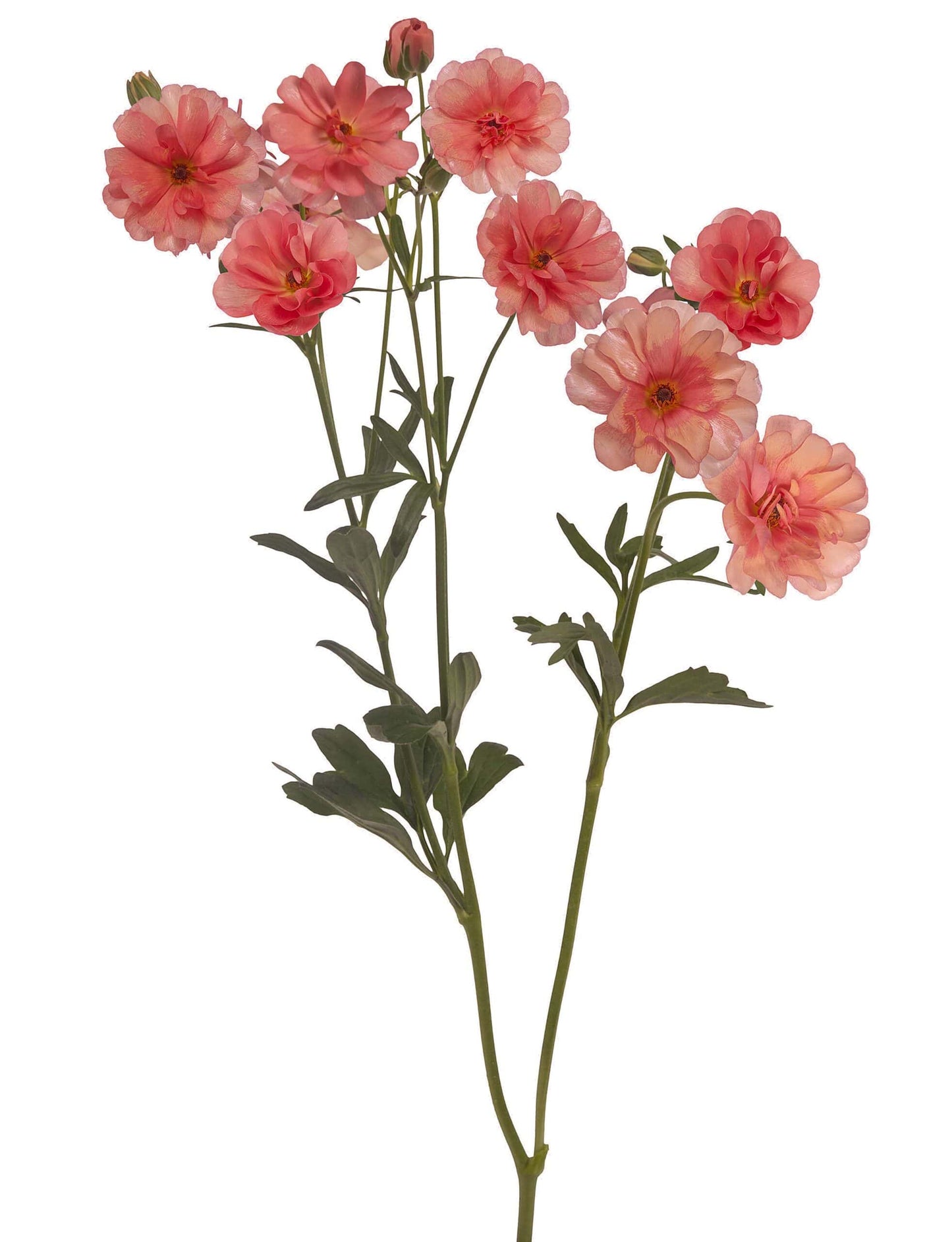 Ranunculus Butterfly™ Eris® - 5 Pack