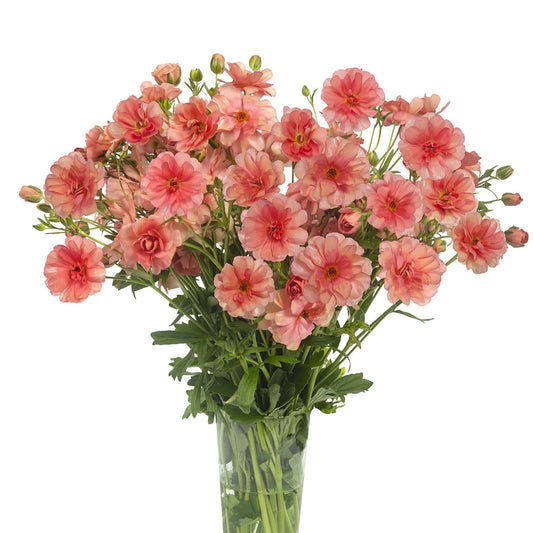 Ranunculus Butterfly™ Eris® - 5 Pack