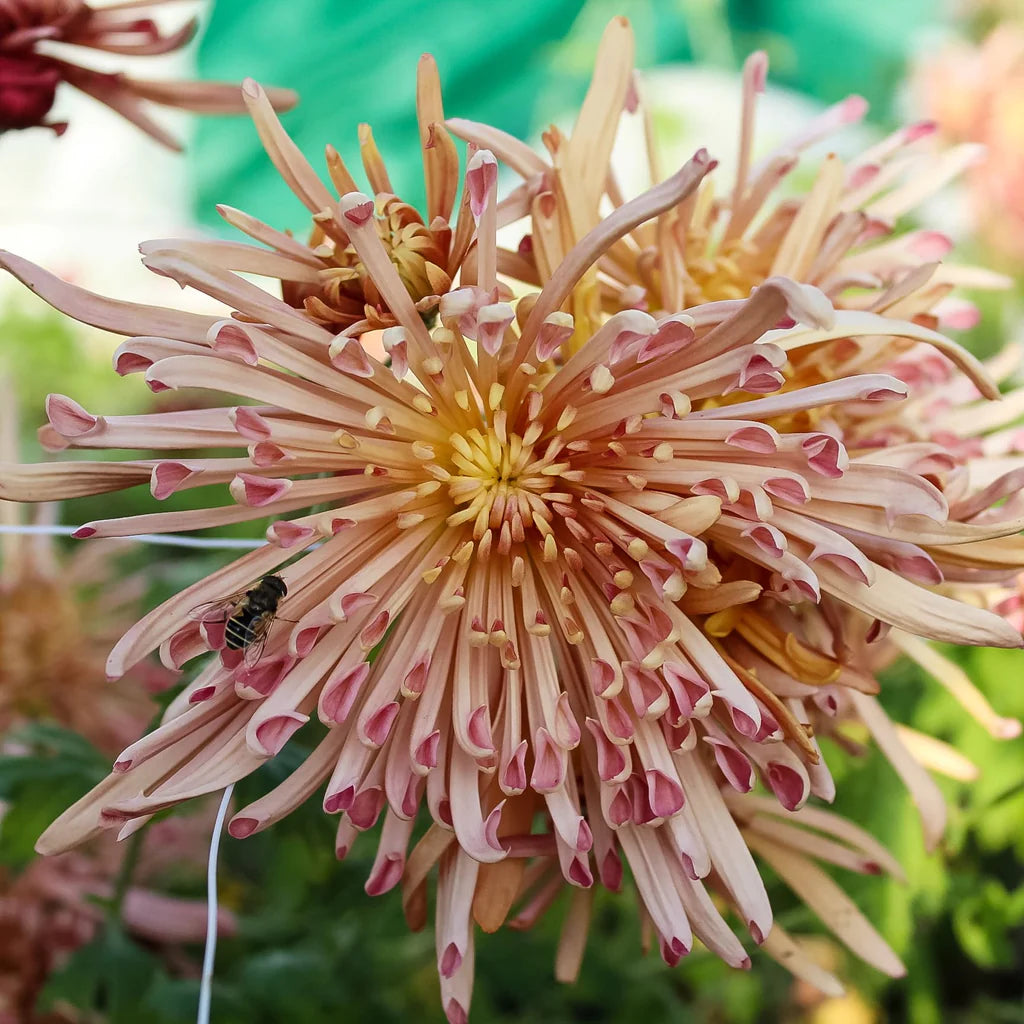 Heirloom Chrysanthemum Evan's Dream