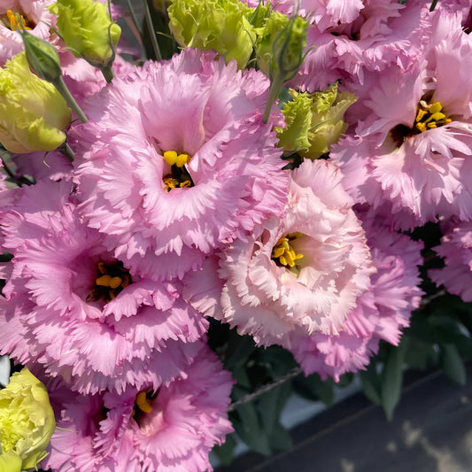 2026 Week 8 | Lisianthus Celeb Feathered Pink | 10 Pack