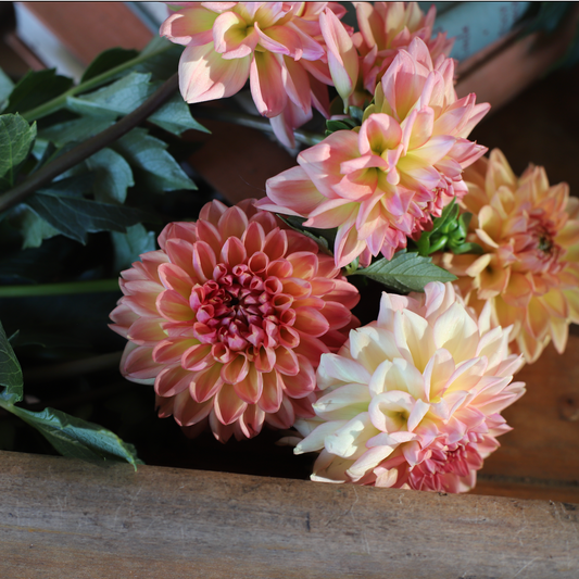 Dahlia 'Ferncliff Copper'