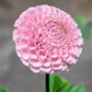 Dahlia 'Fifi'