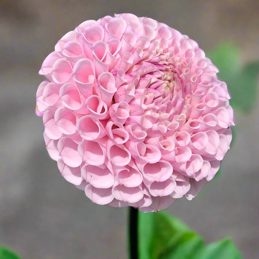 Dahlia 'Fifi' - Miniature Ball (1 tuber)