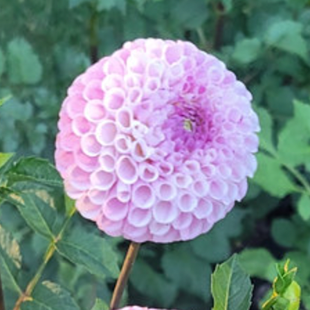 Dahlia 'Fifi' - Miniature Ball (1 tuber)