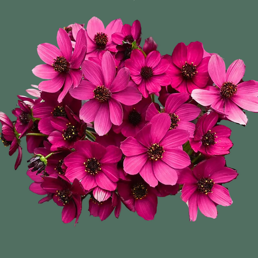 Week 11 | Cosmos 'Cherry Chocoalte' | 4 Pack