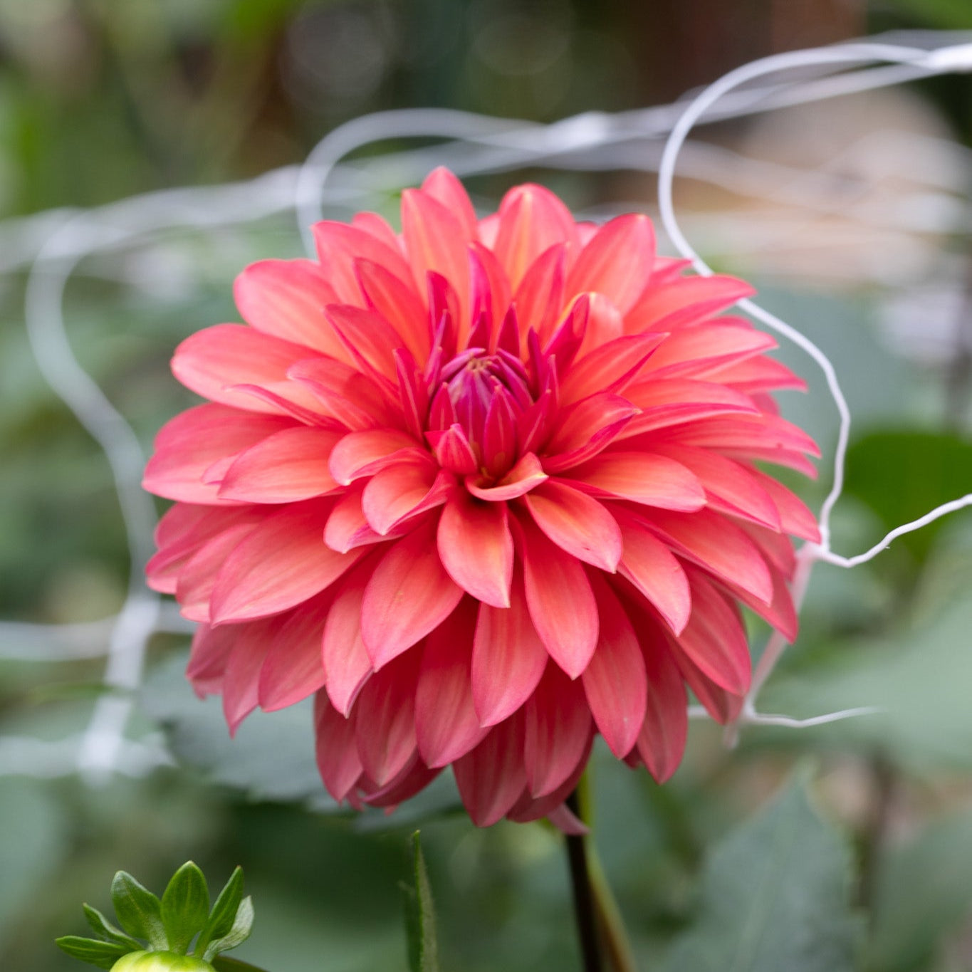 sandia ruthie dahlia flower