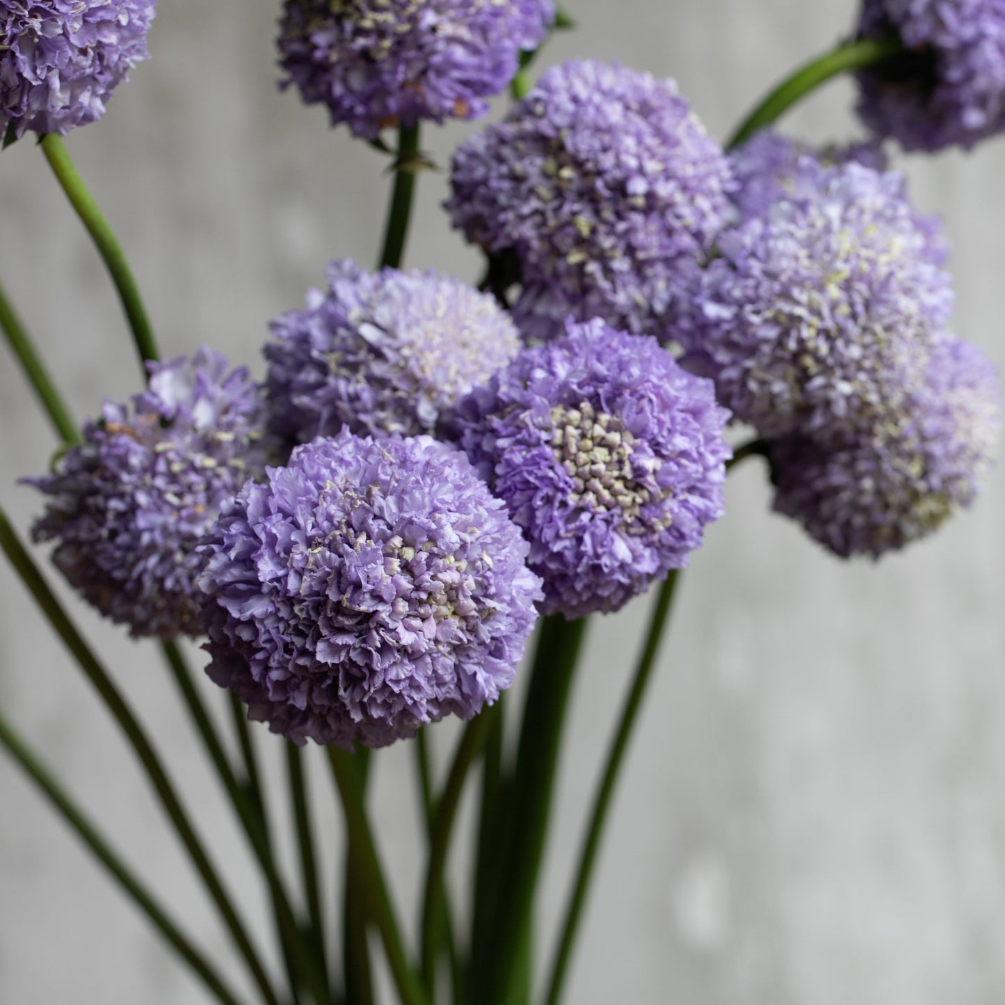 2026 Week 10 | Scabiosa Bon Bon Scoop Teaberry | 4 Pack