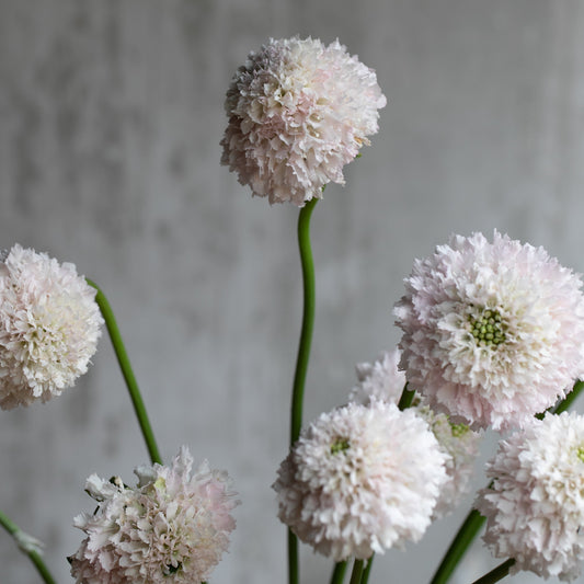 2026 Week 10 | Scabiosa Bon Bon Scoop French Vanilla | 4 Pack