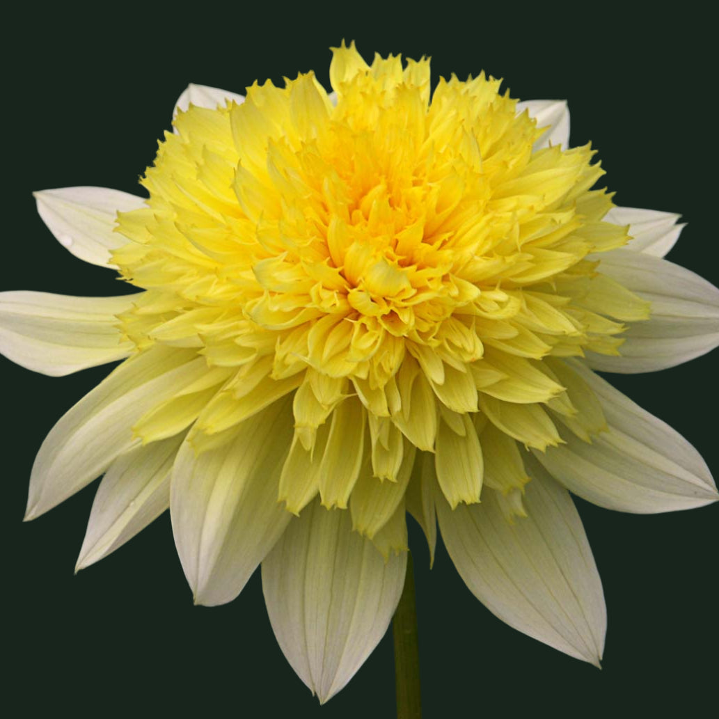 World Series Collection - Freya's Paso Doble (Read Description)