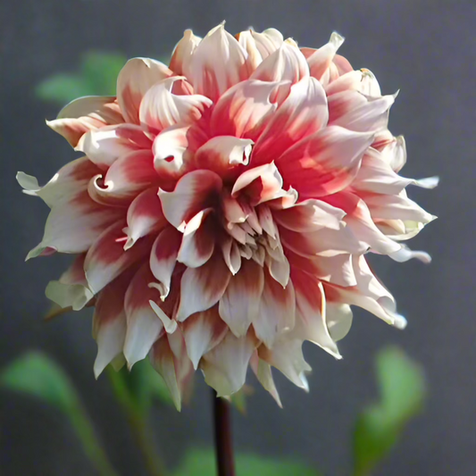 Dahlia 'Frost Nip'