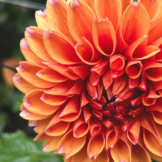 Dahlia 'FS Apricot Ice'