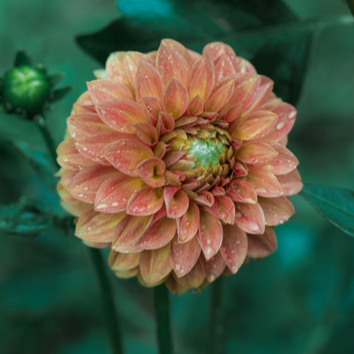 Dahlia 'Levi's Nara'