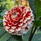 Dahlia 'Luan'