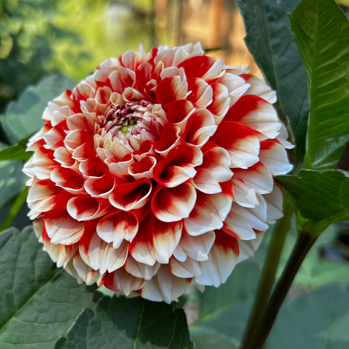 Dahlia 'Luan' LIMITED -  Formal Decorative (1 tuber)