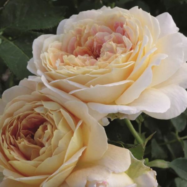 Fun In The Sun™ Rose Bush