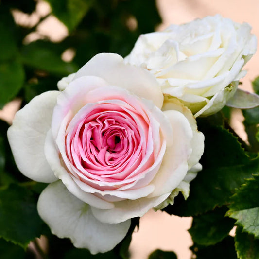 Gelato® Rose Bush