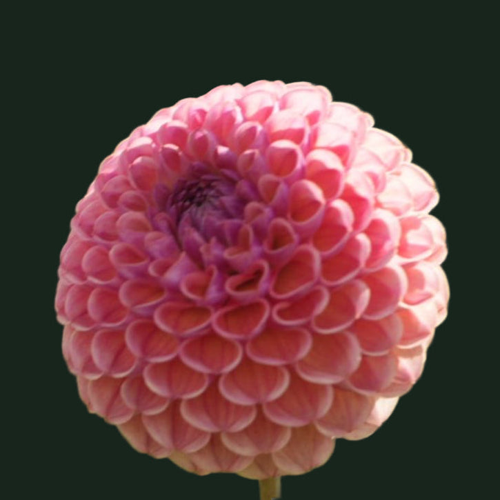 World Series Collection - Ghislaine (Read Description)