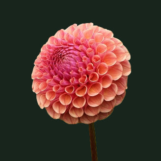 World Series Collection - Ghislaine (Read Description)