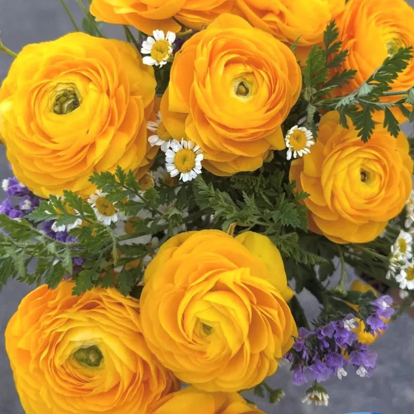 Ranunculus Elegance Giallo - 10 Pack