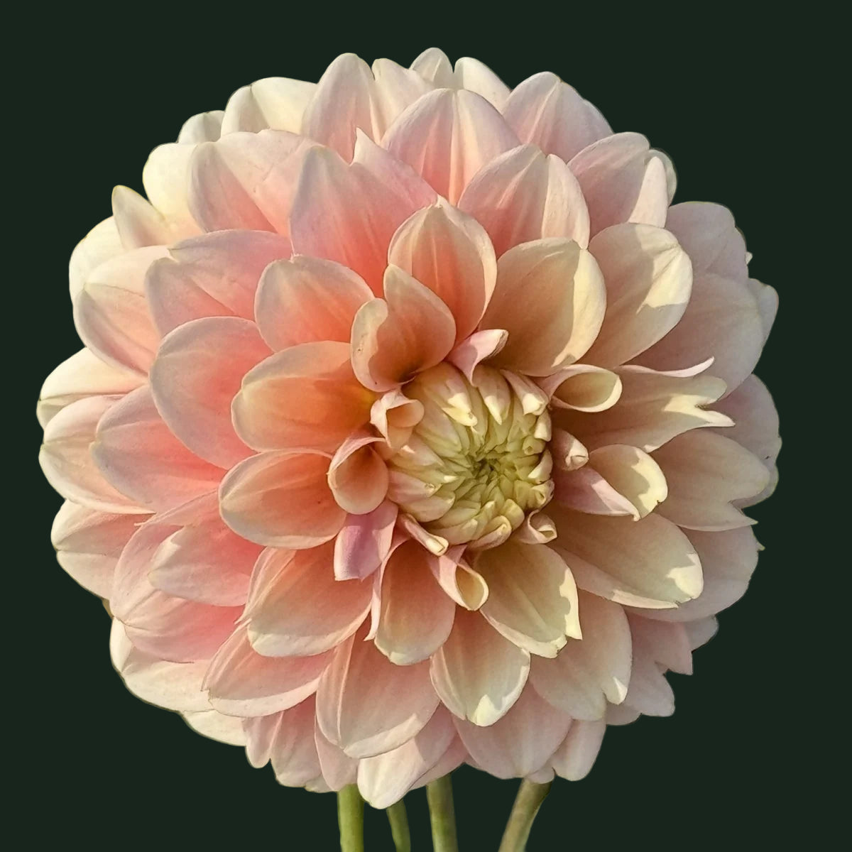 World Series Collection - Giovanna (Read Description)