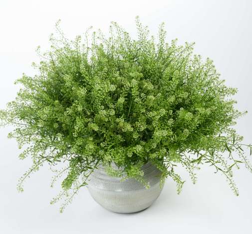 Week 11 | Lepidium 'Green Dragon' | 6 Pack