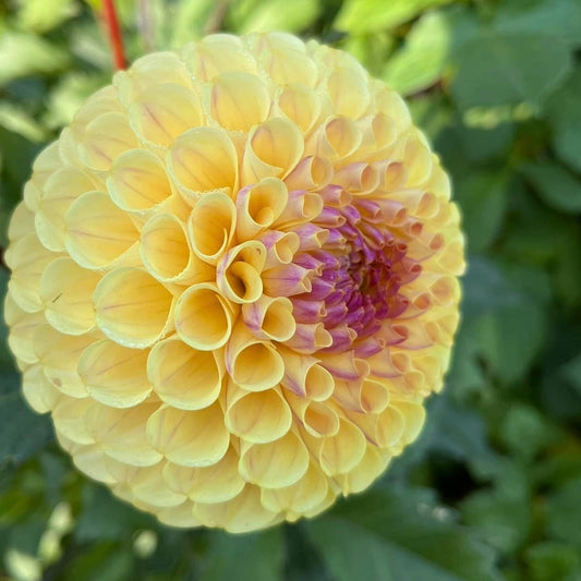 Dahlia '20th Ave Gwen' - Fall Shipped