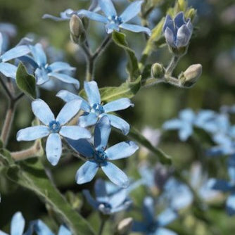 Week 11 | Tweedia 'Heavenly Blue' | 6 Pack