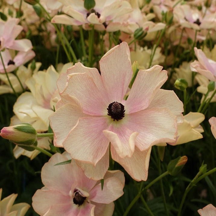 Ranunculus Butterfly Hestia 5 Pack