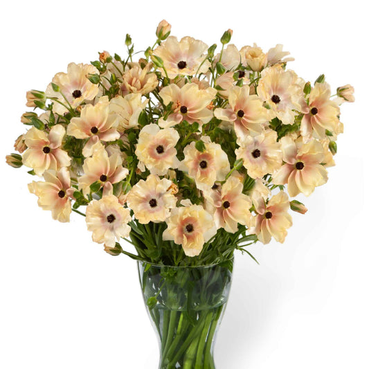 Ranunculus Butterfly™ Hestia® - 5 Pack