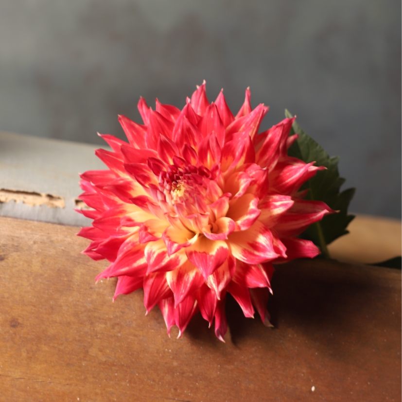 Dahlia 'Hollyhill PDX Sunet' - Semi Cactus (1 tuber)