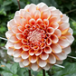 Dahlia 'Hollyhill Orange Ice'