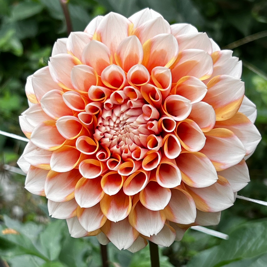Dahlia 'Hollyhill Orange Ice'